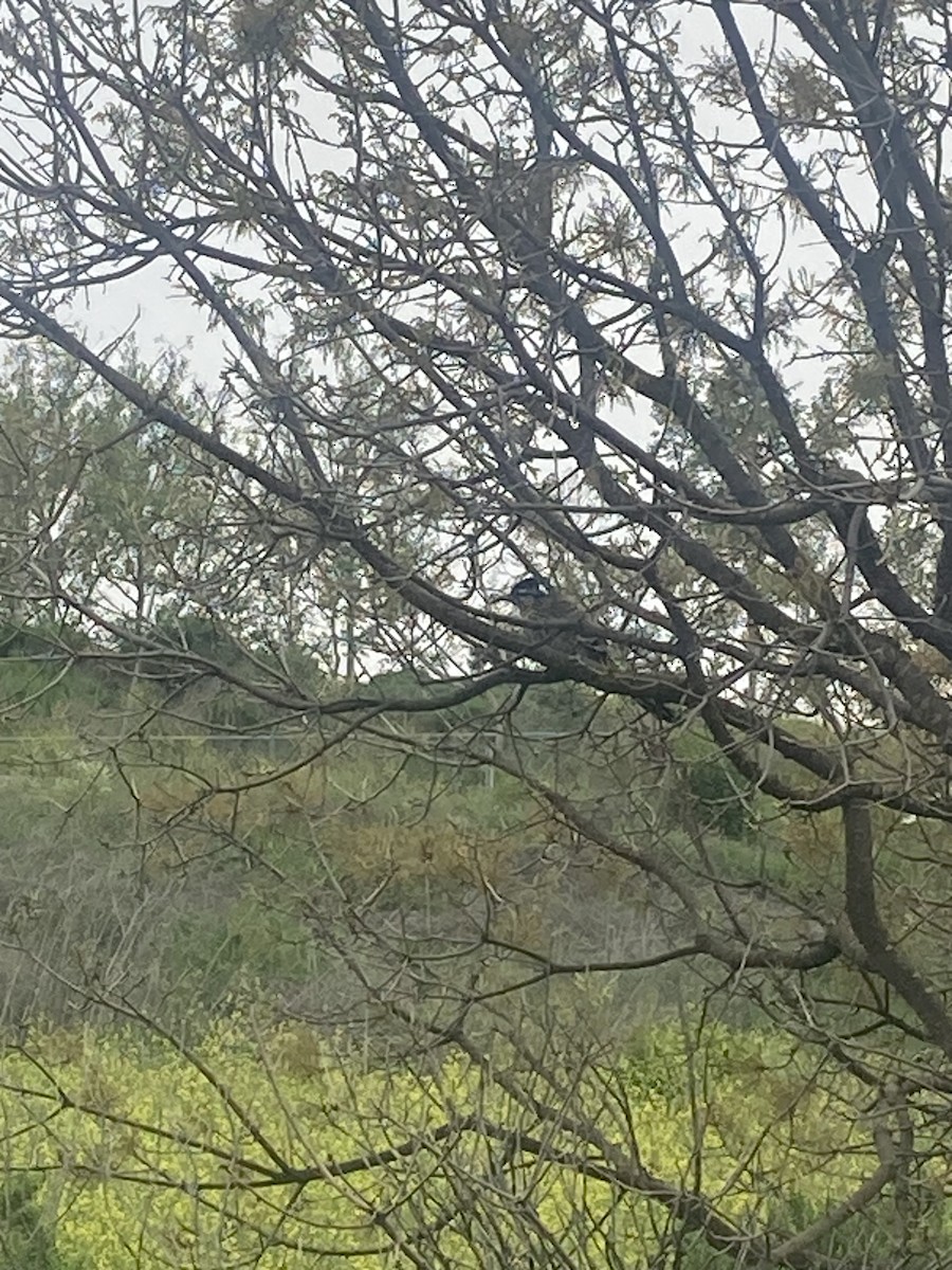 Red-whiskered Bulbul - ML617625300
