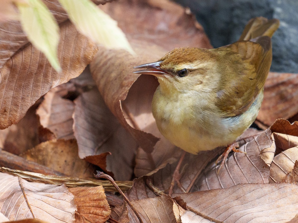 Swainson's Warbler - Jeremy Nadel