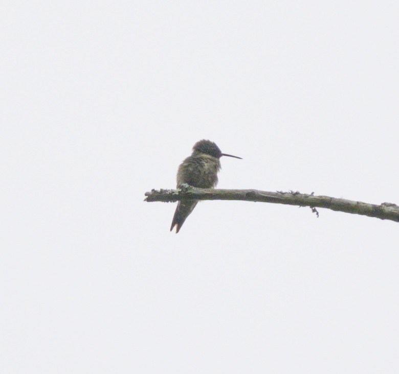 Ruby-throated Hummingbird - ML617625315