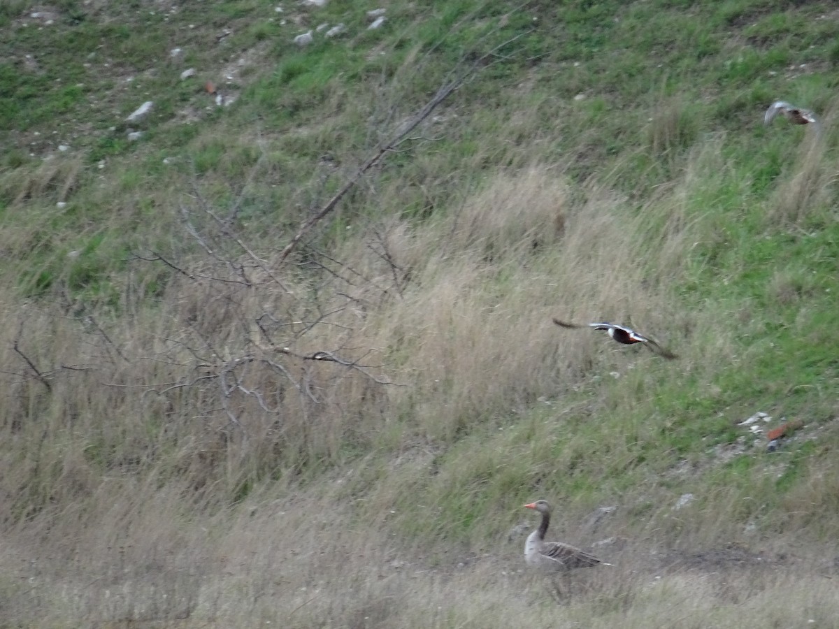 Graylag Goose - ML617625325