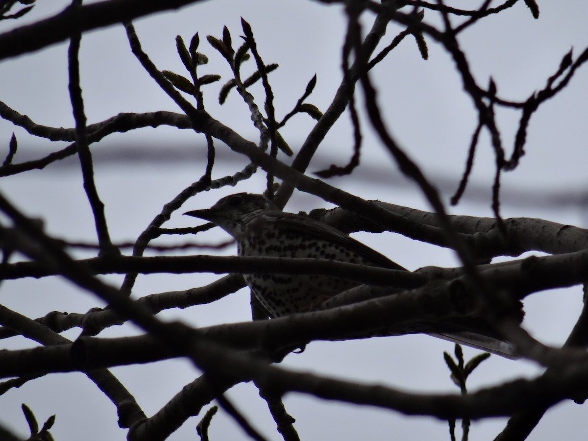 Song Thrush - ML617625333