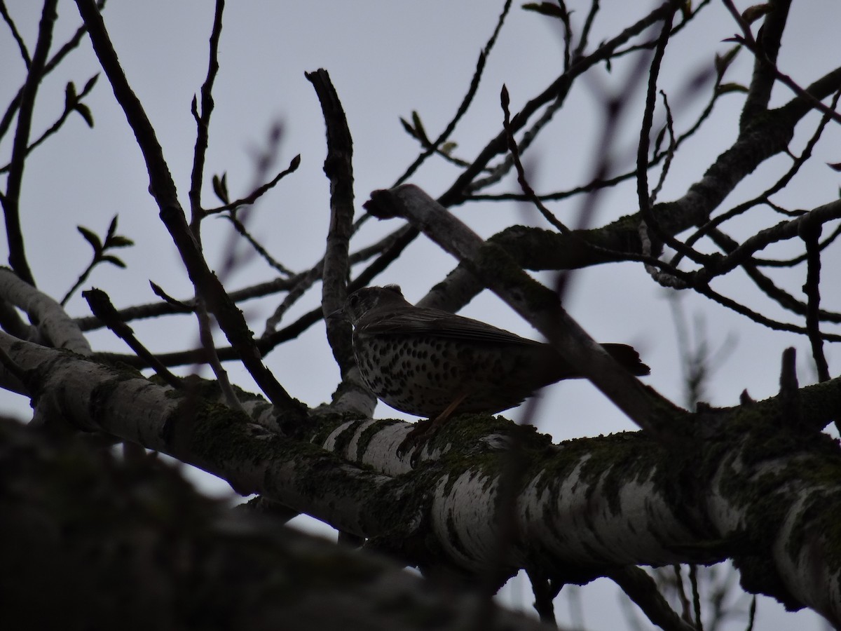 Song Thrush - ML617625335