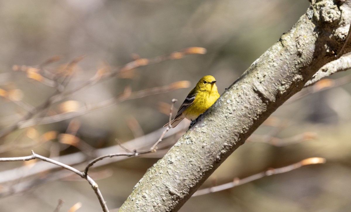 Pine Warbler - ML617625348
