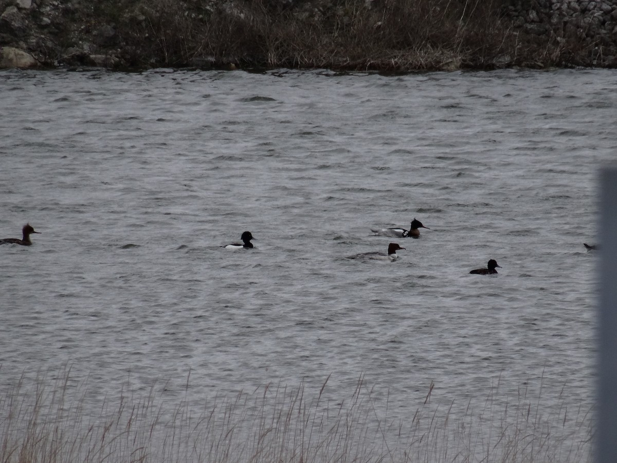 Red-breasted Merganser - ML617625353