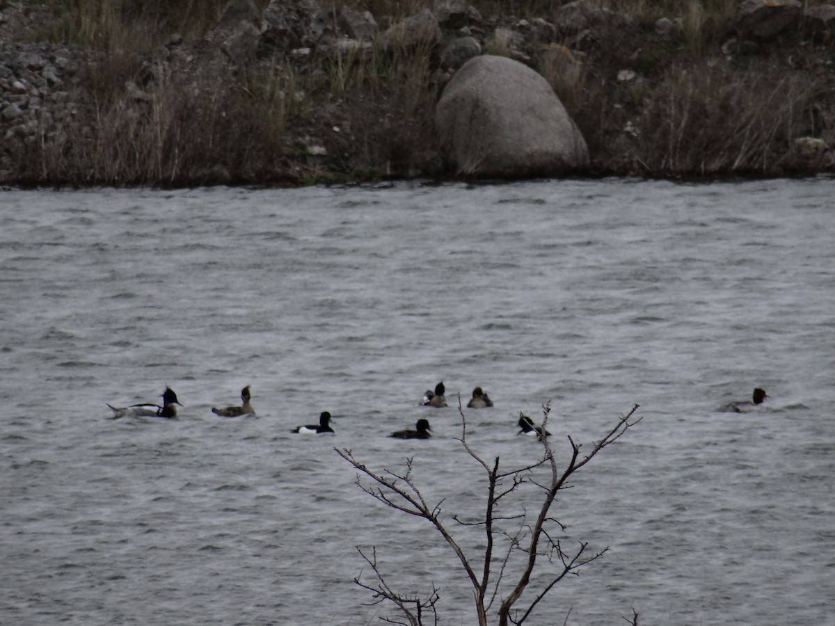 Tufted Duck - ML617625362