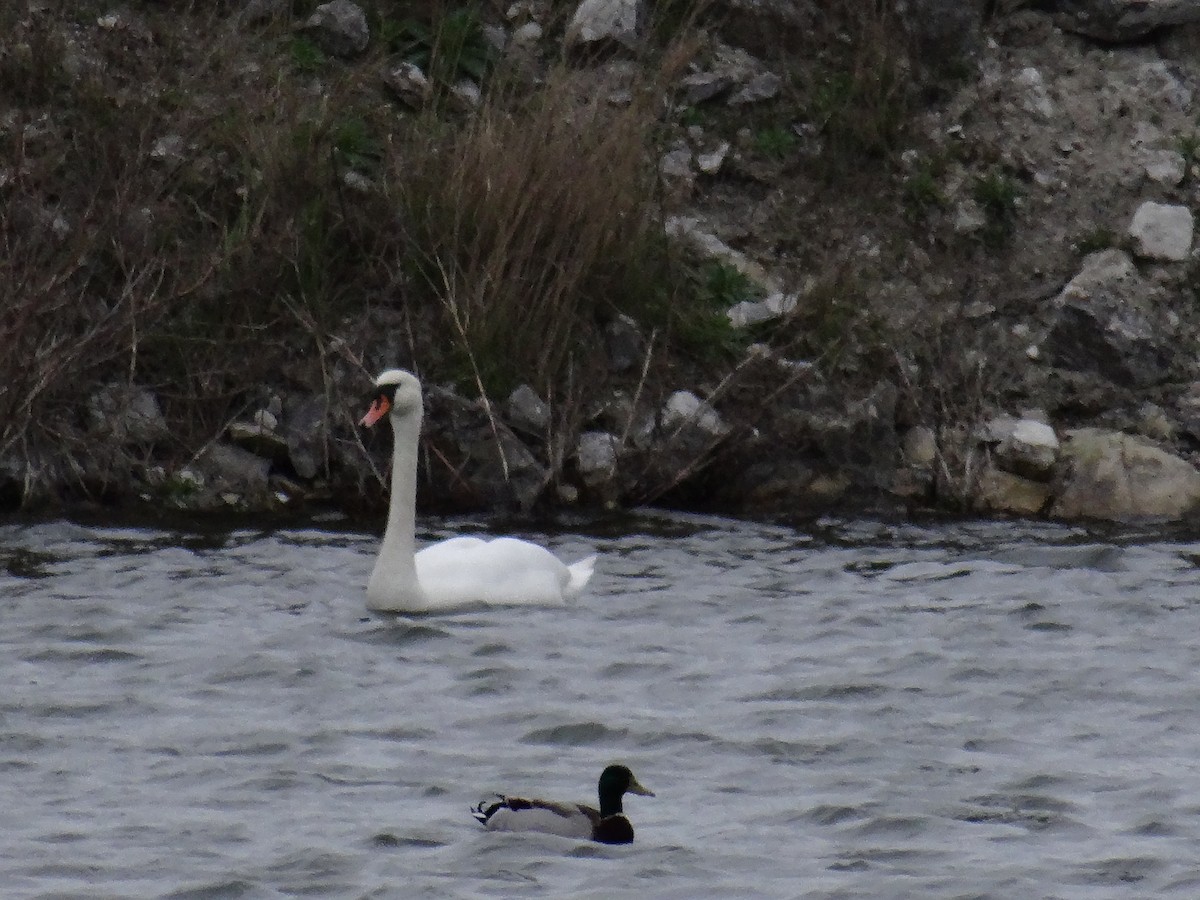 Mute Swan - ML617625368