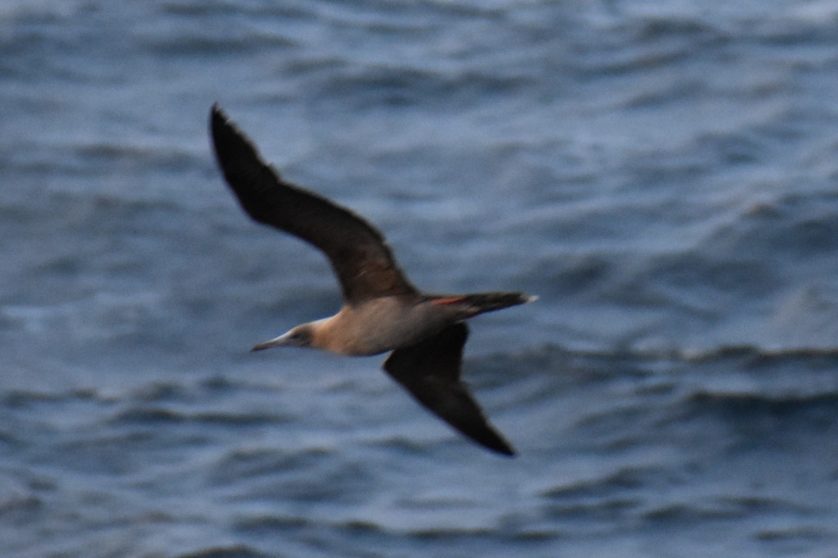 Red-footed Booby - ML617625373