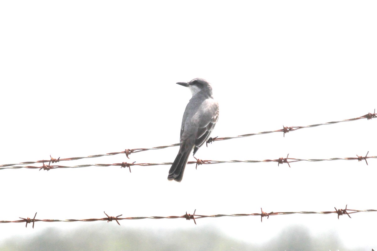 Gray Kingbird - ML617625381