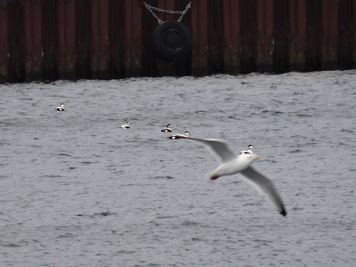 Common Eider - ML617625387