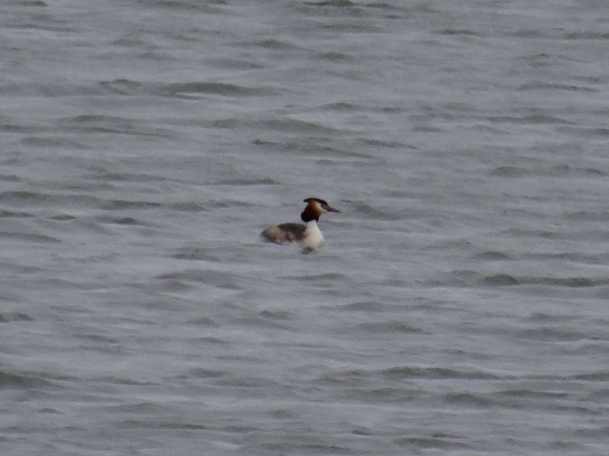 Great Crested Grebe - ML617625402