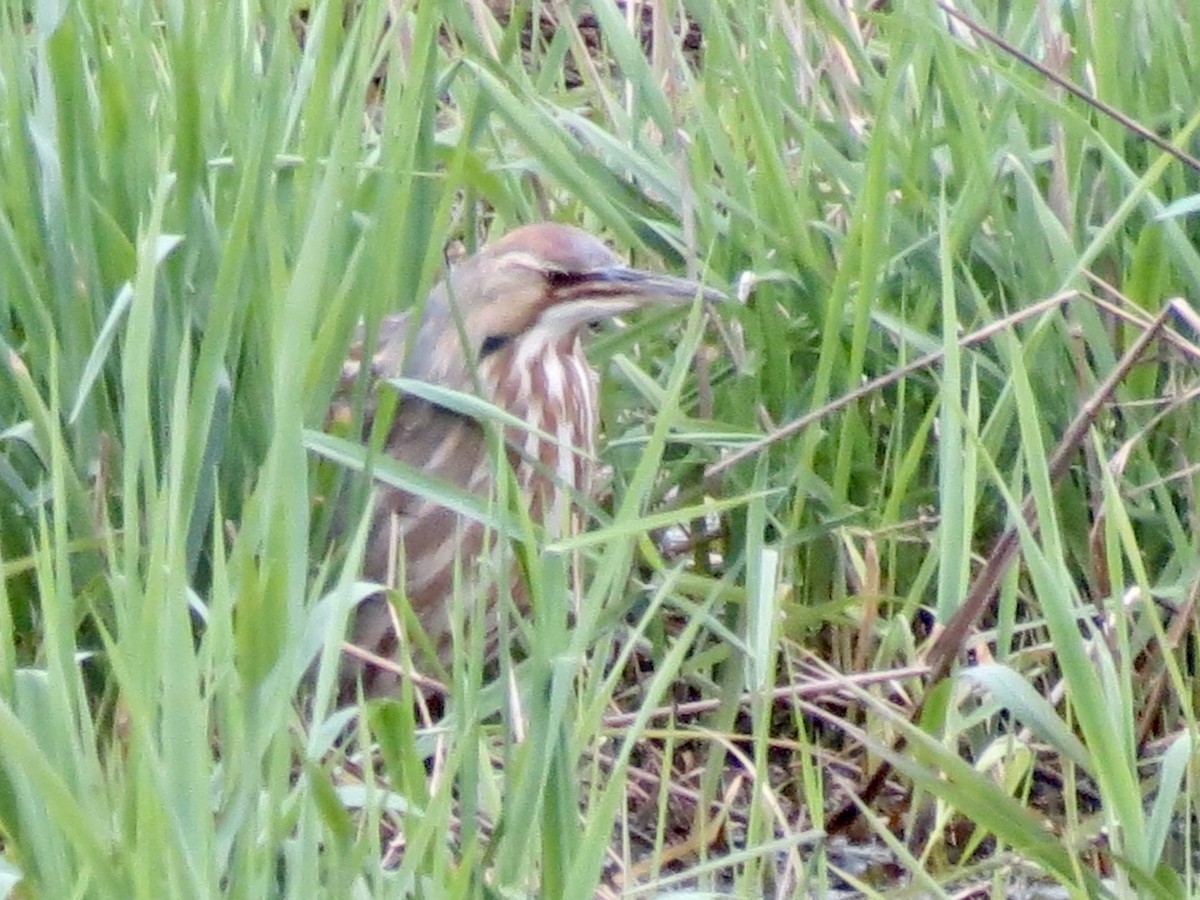 American Bittern - ML617625417