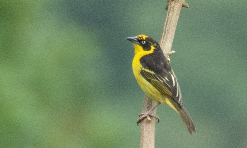 Baglafecht Weaver - ML617625422