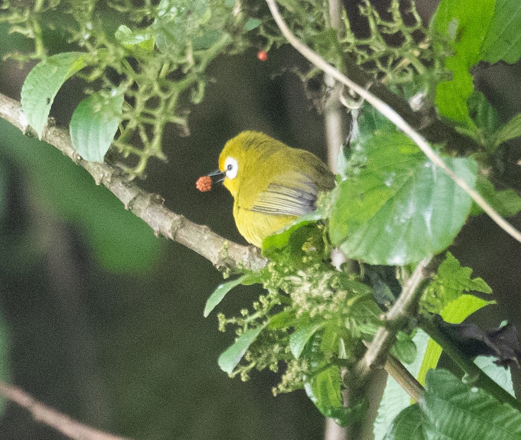 Mbulu White-eye - ML617625431