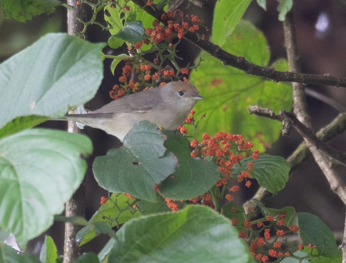 Eurasian Blackcap - Kevin Gong