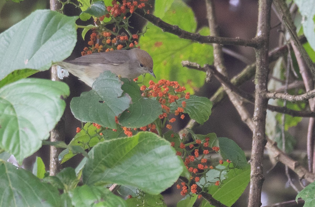 Eurasian Blackcap - ML617625443