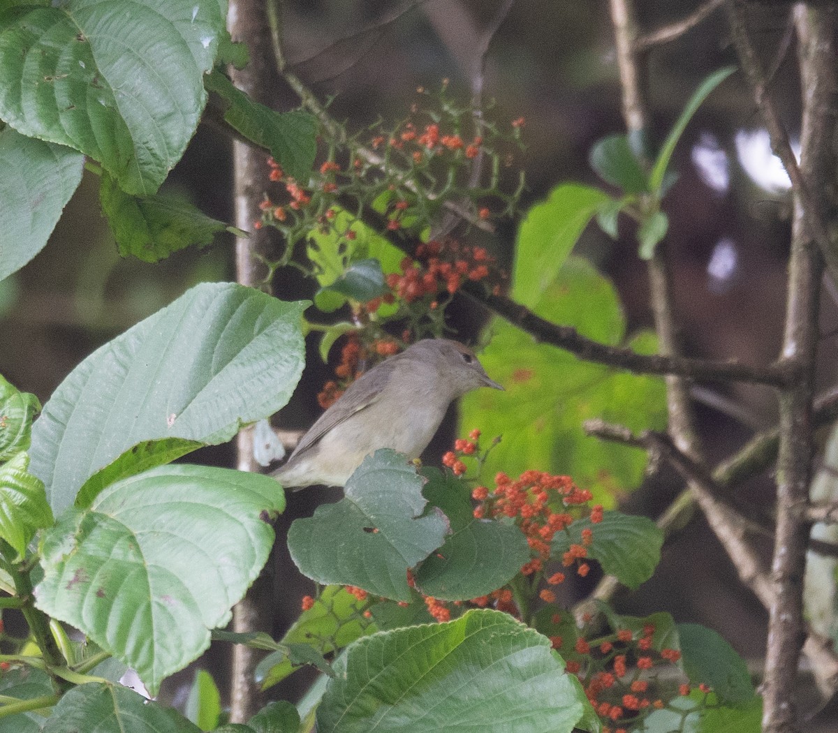 Eurasian Blackcap - ML617625444