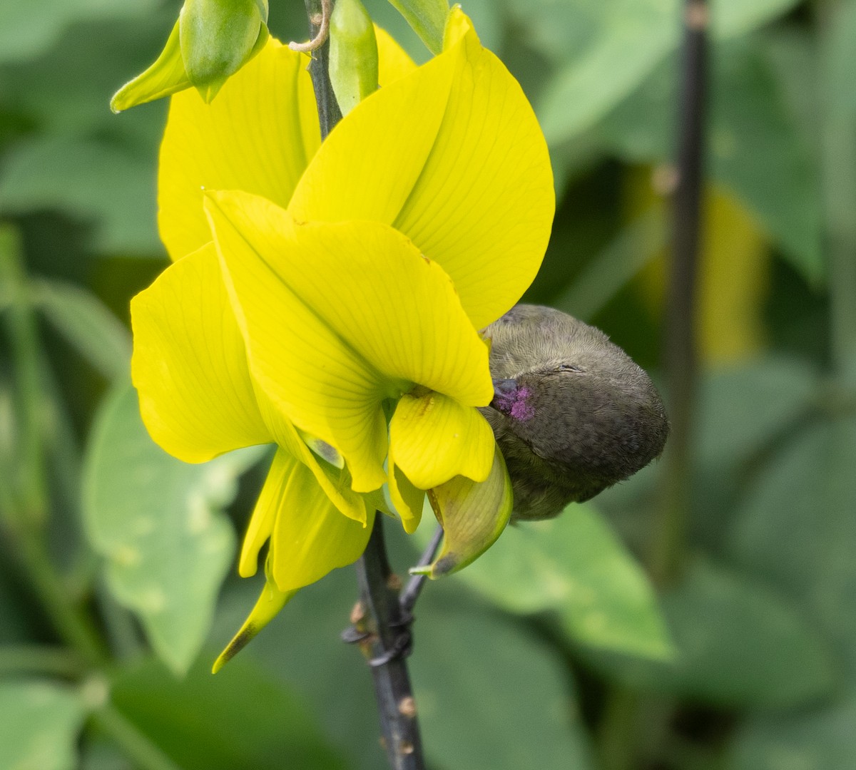 Eastern Double-collared Sunbird - ML617625451