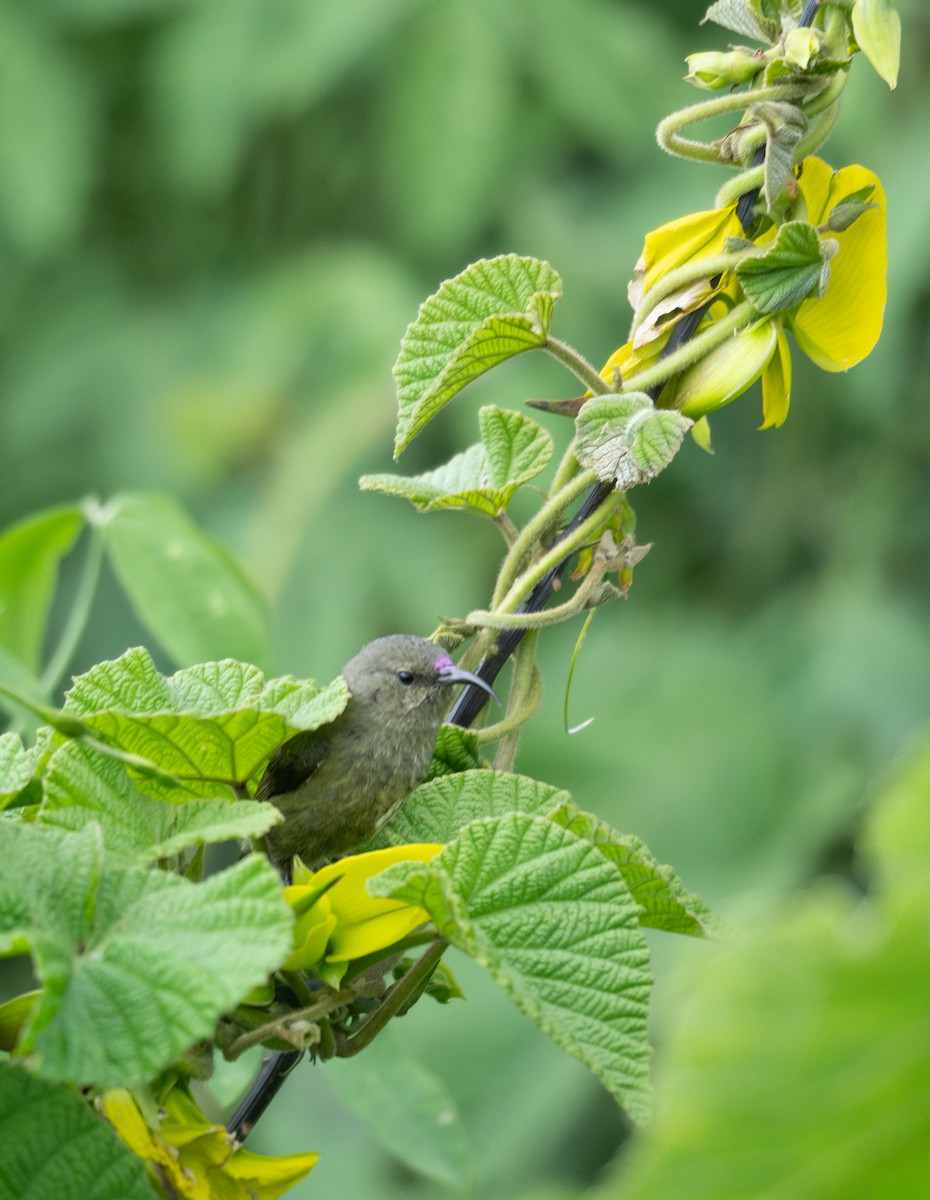 Eastern Double-collared Sunbird - Kevin Gong