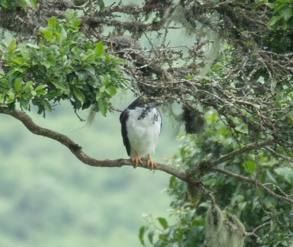 Augur Buzzard - ML617625459