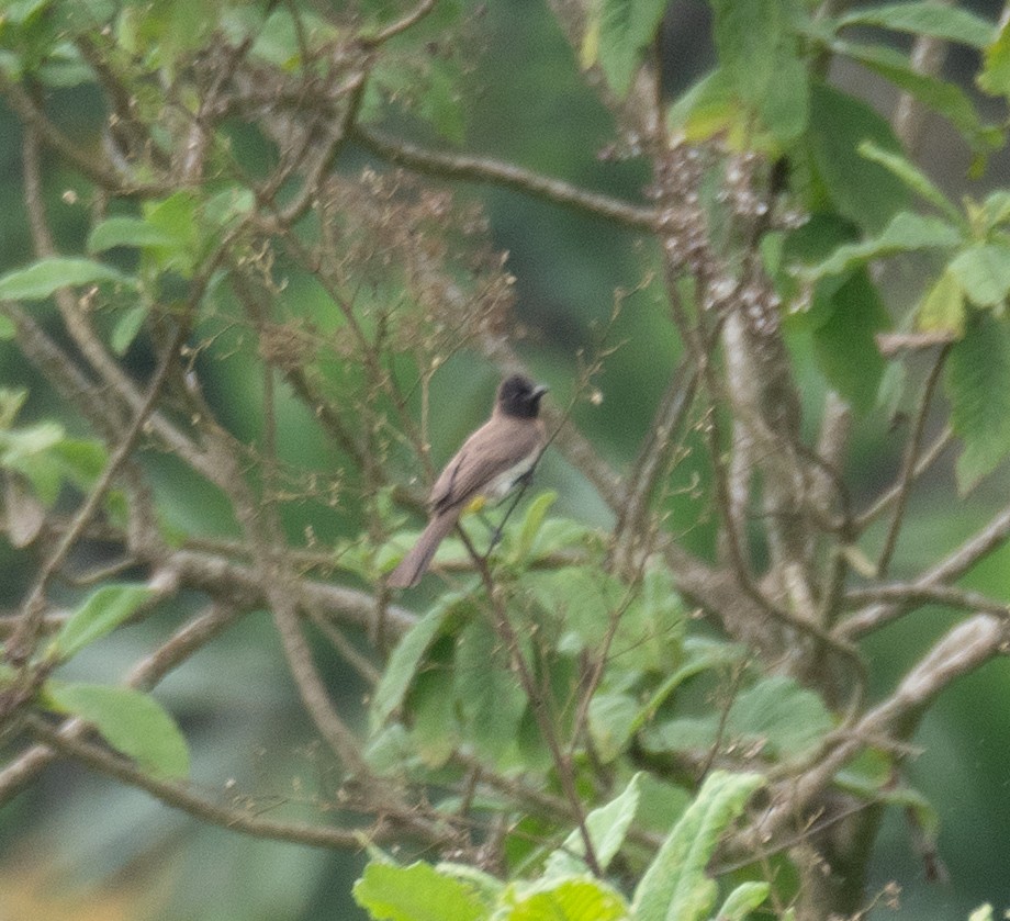 Common Bulbul - ML617625468