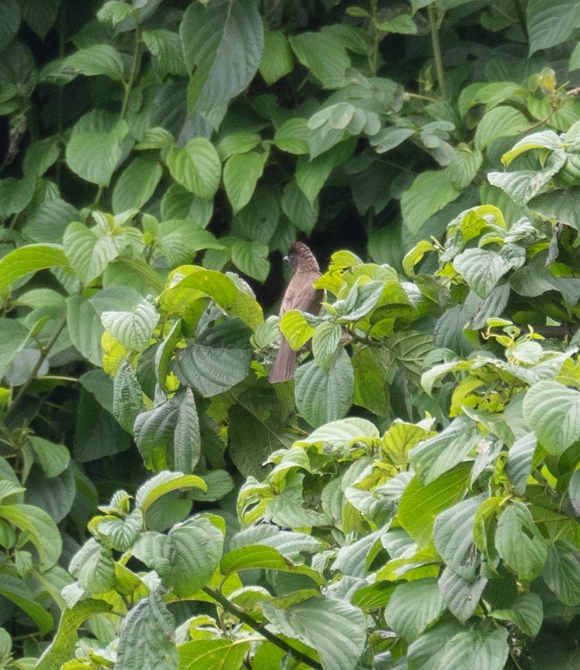 Common Bulbul - ML617625469