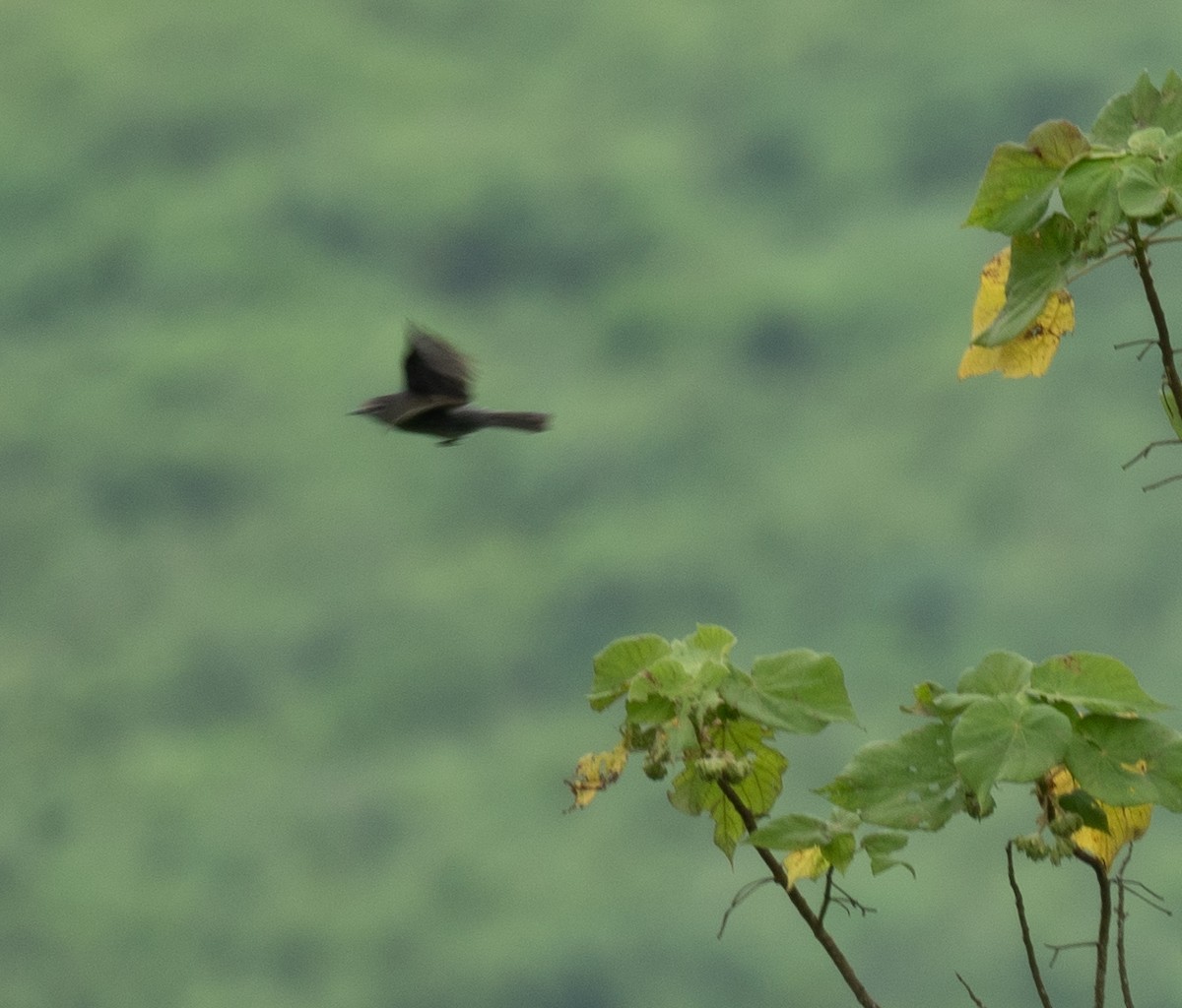 African Dusky Flycatcher - ML617625480