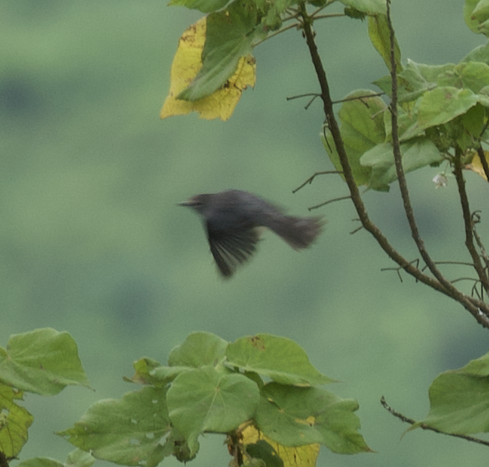 African Dusky Flycatcher - ML617625494