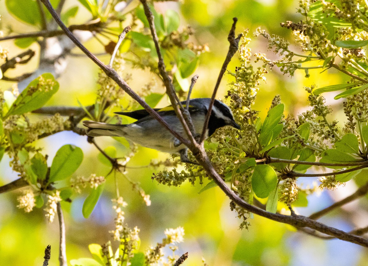 Golden-winged Warbler - Hap Ellis