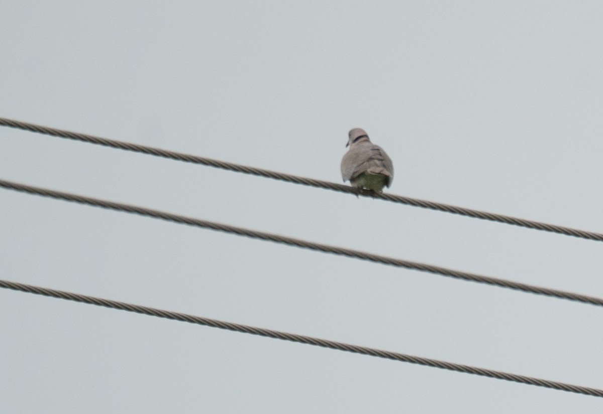 Mourning Collared-Dove - Kevin Gong