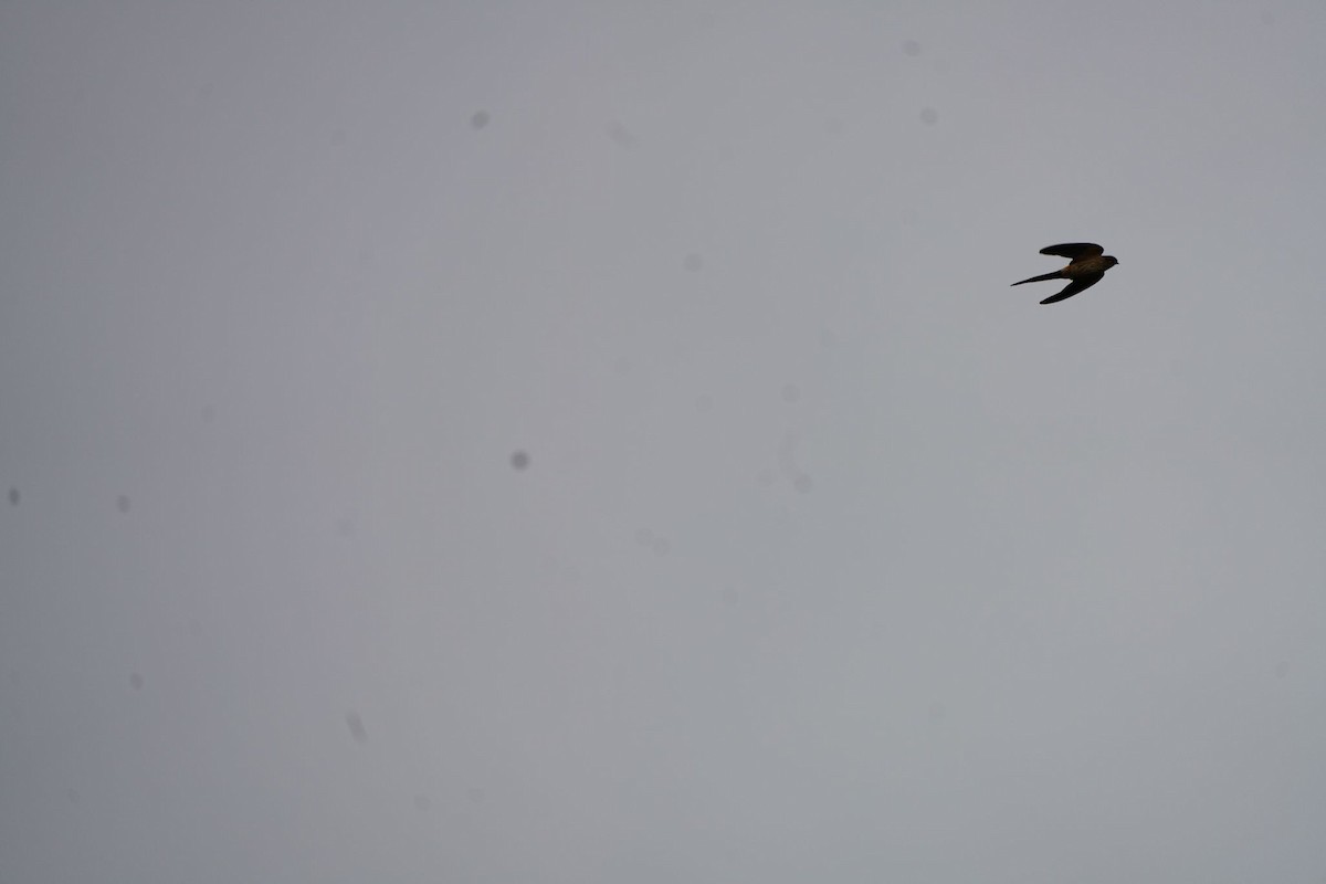 Red-rumped Swallow - ML617625603