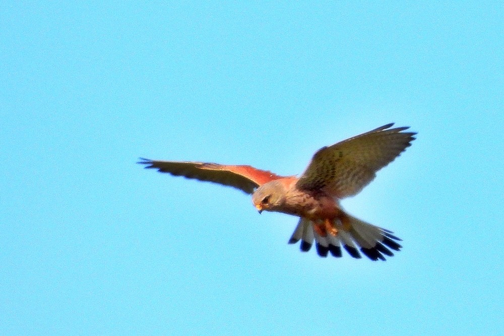 Lesser Kestrel - ML617625626