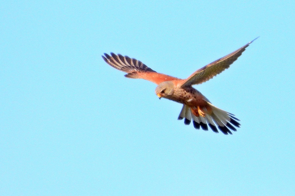 Lesser Kestrel - ML617625627