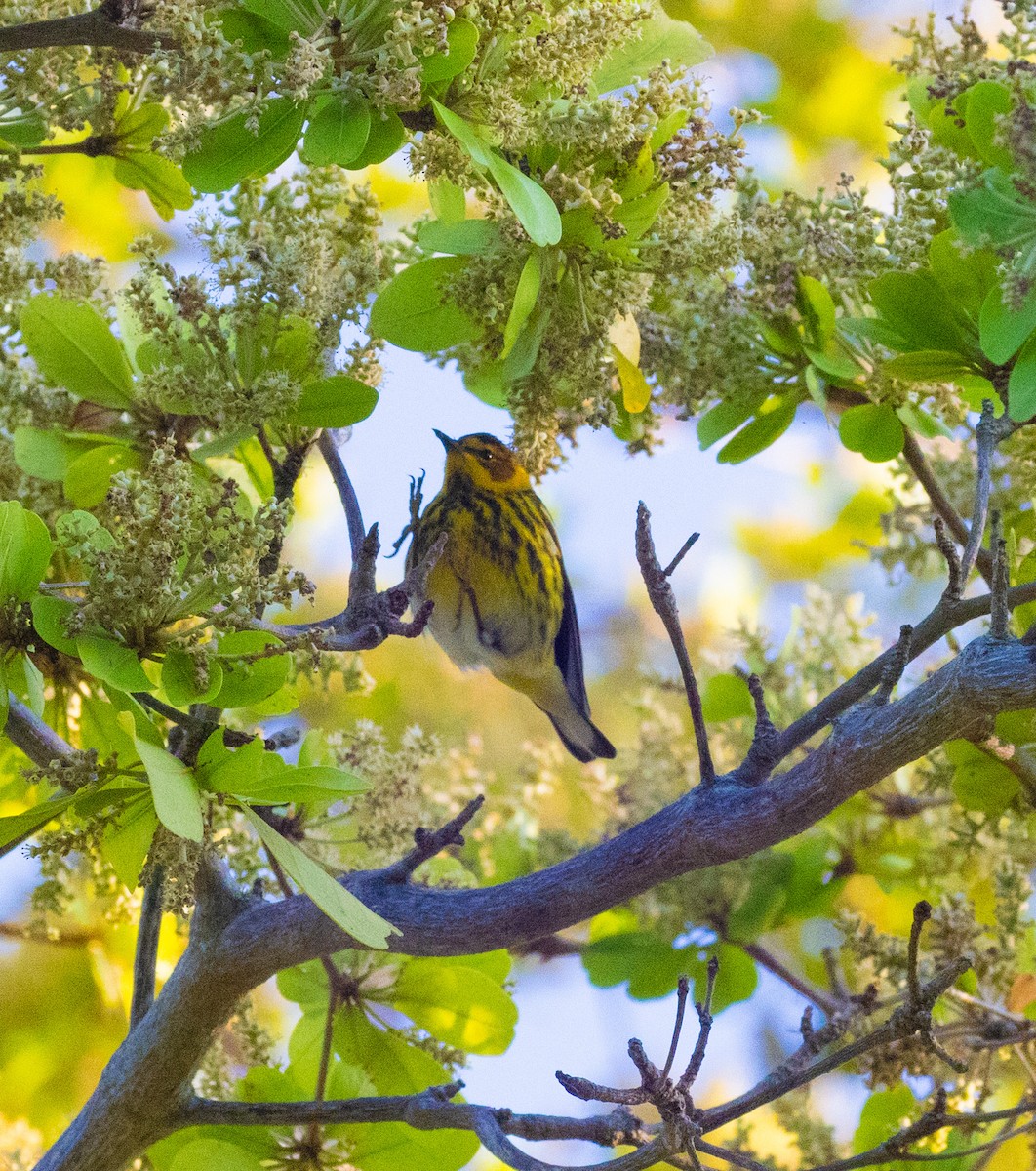 Cape May Warbler - Hap Ellis