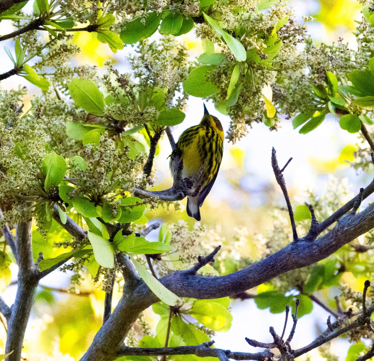 Cape May Warbler - Hap Ellis