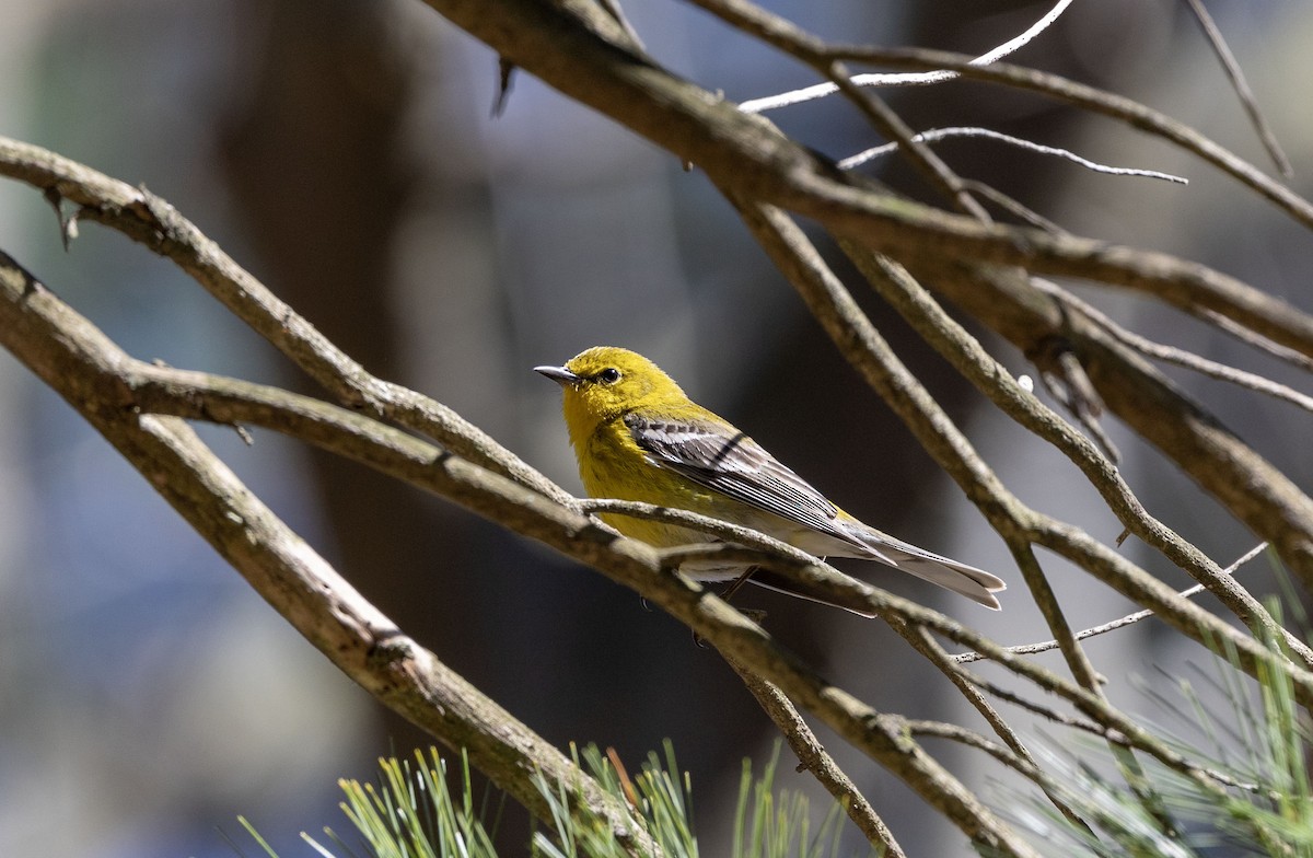 Pine Warbler - ML617625655