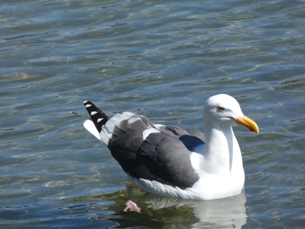 Gaviota Occidental - ML617625682