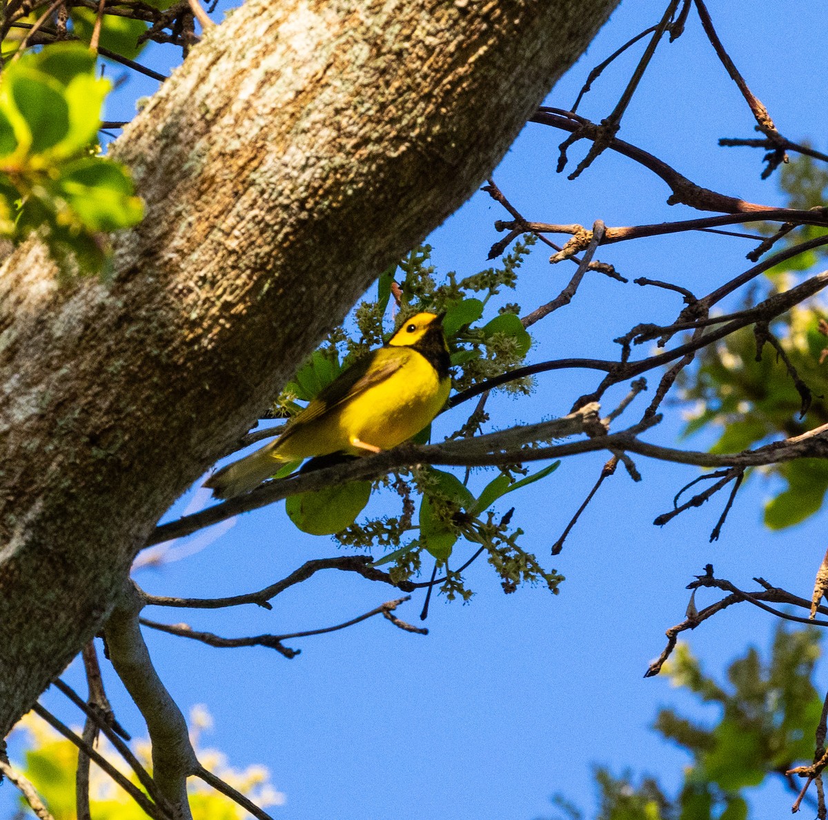 Hooded Warbler - Hap Ellis