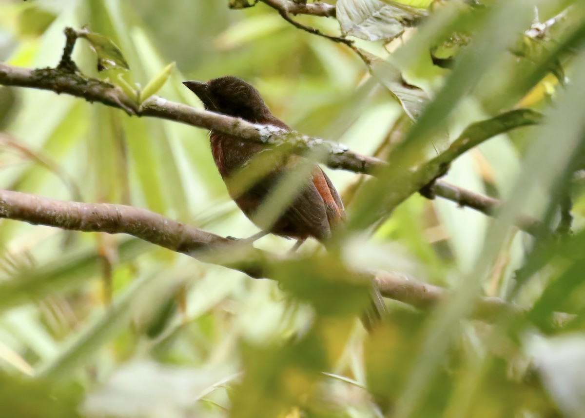 Silver-beaked Tanager - ML617625692