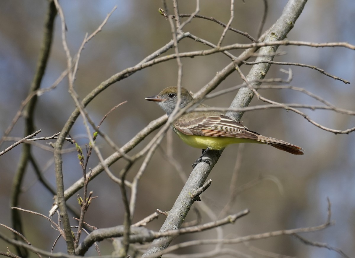 Great Crested Flycatcher - ML617625734