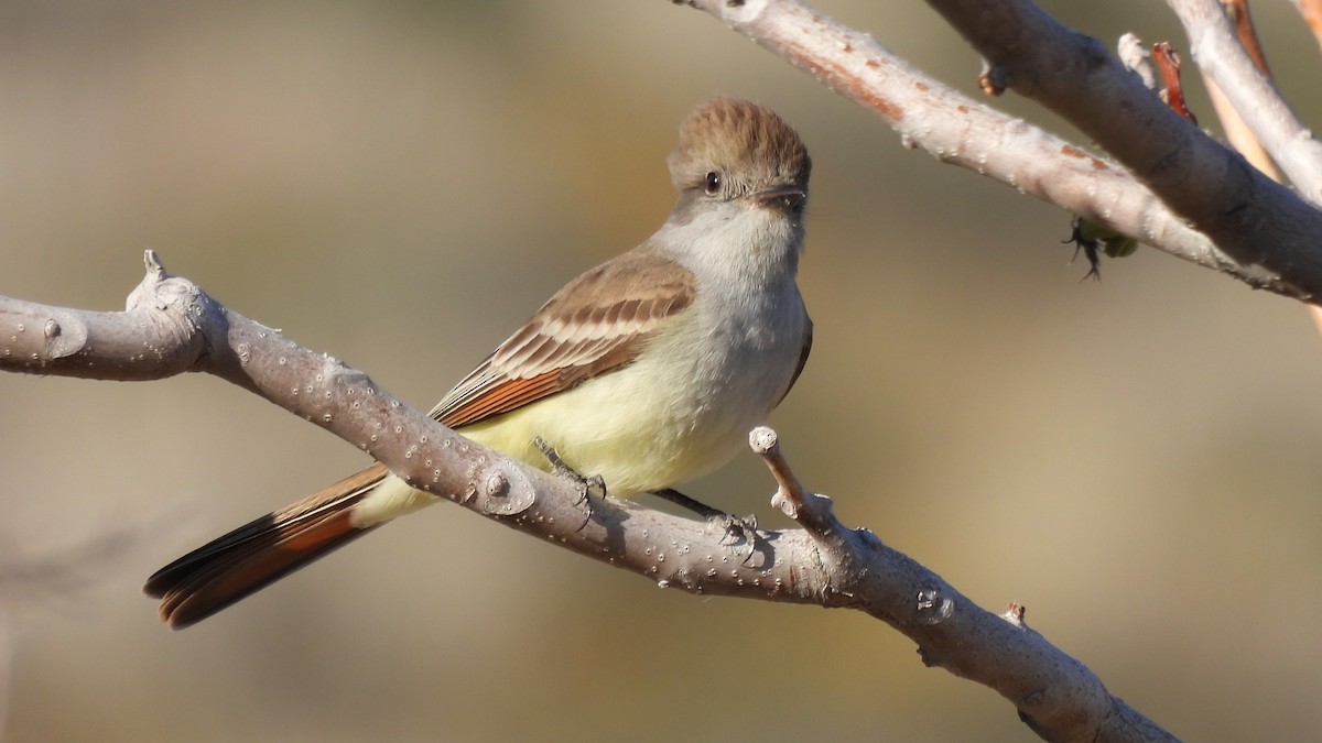 Ash-throated Flycatcher - ML617625774
