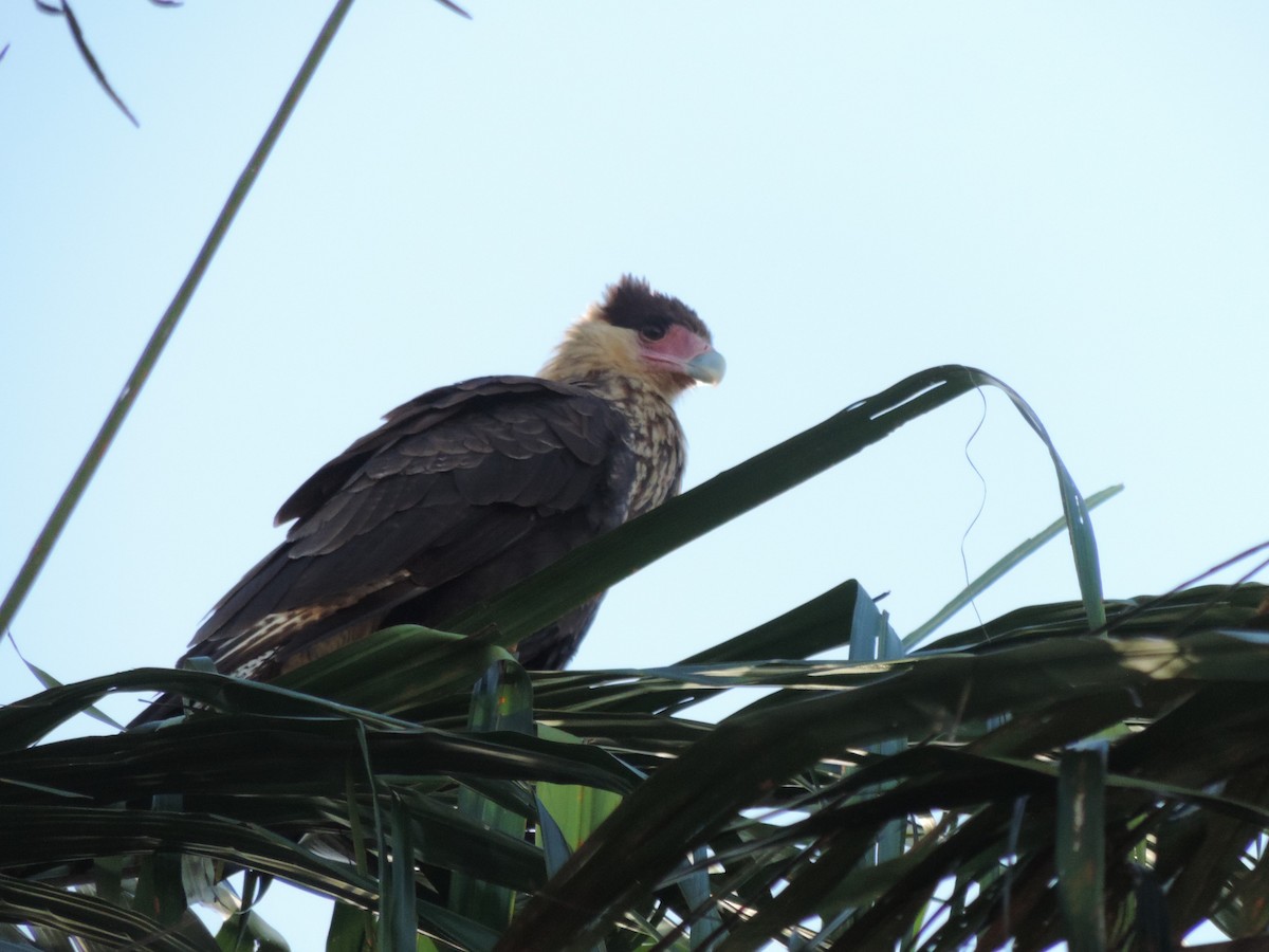 Crested Caracara - Antônio Luís Mendes da Silva Luís Trilha