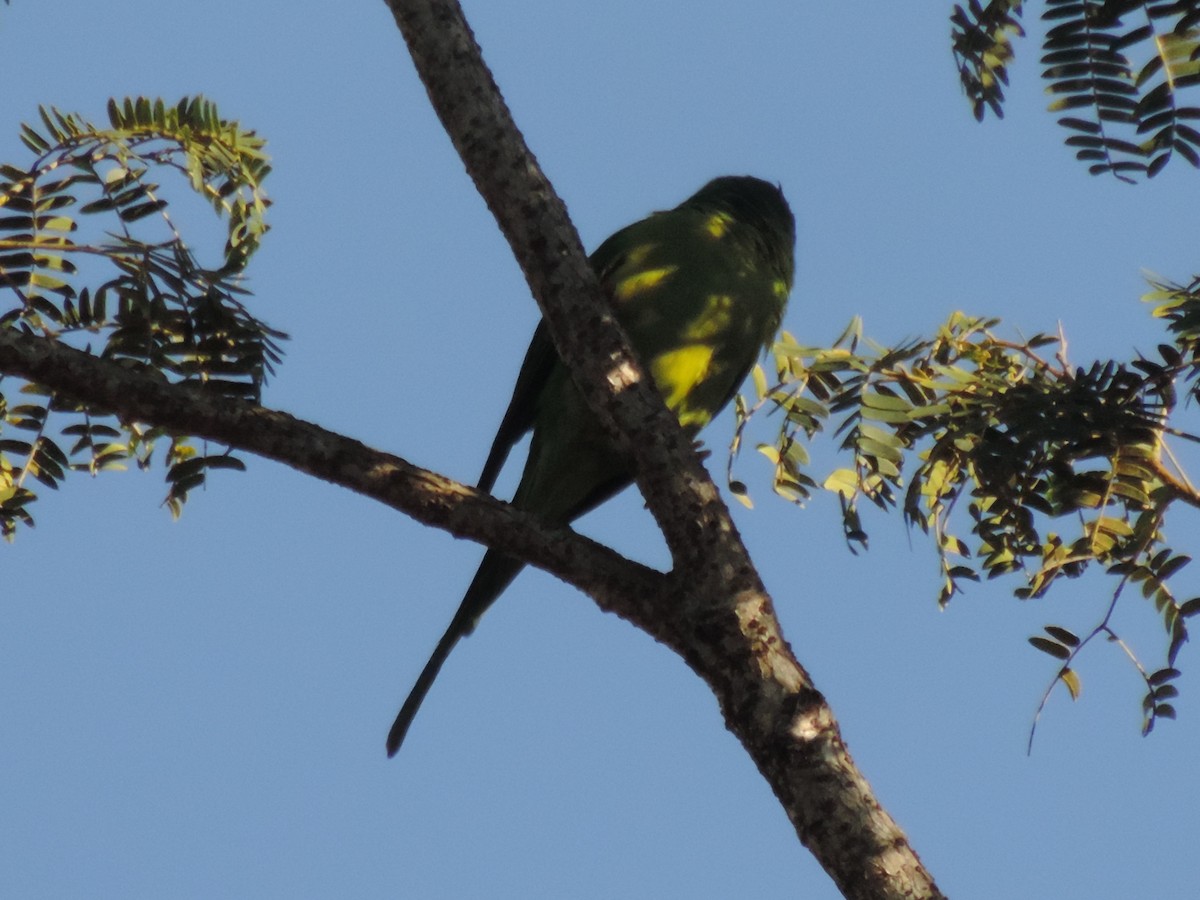 Plain Parakeet - Antônio Luís Mendes da Silva Luís Trilha