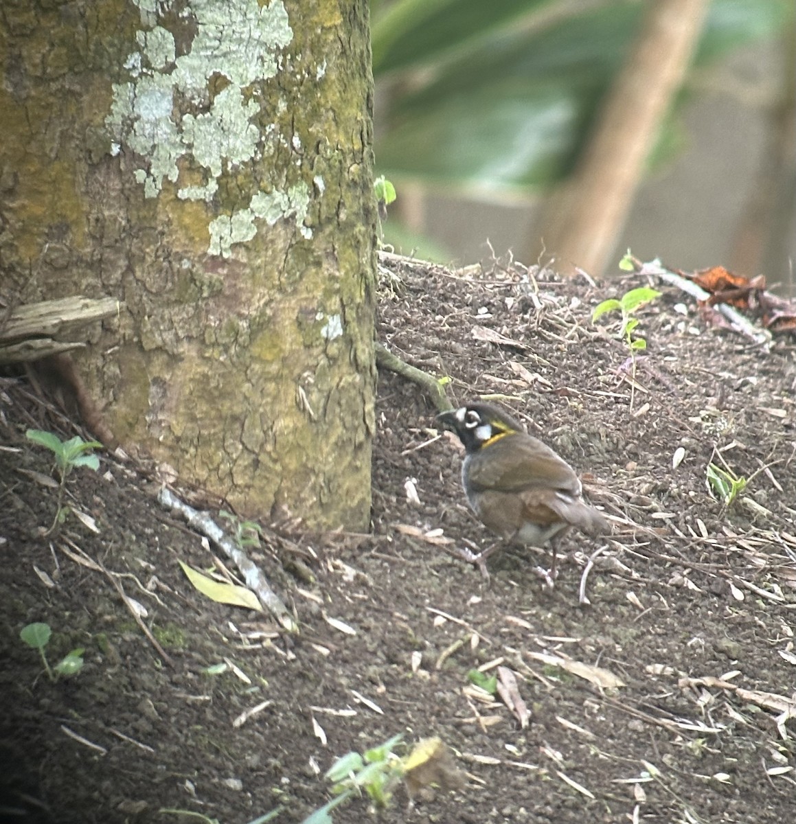 White-eared Ground-Sparrow - ML617625796