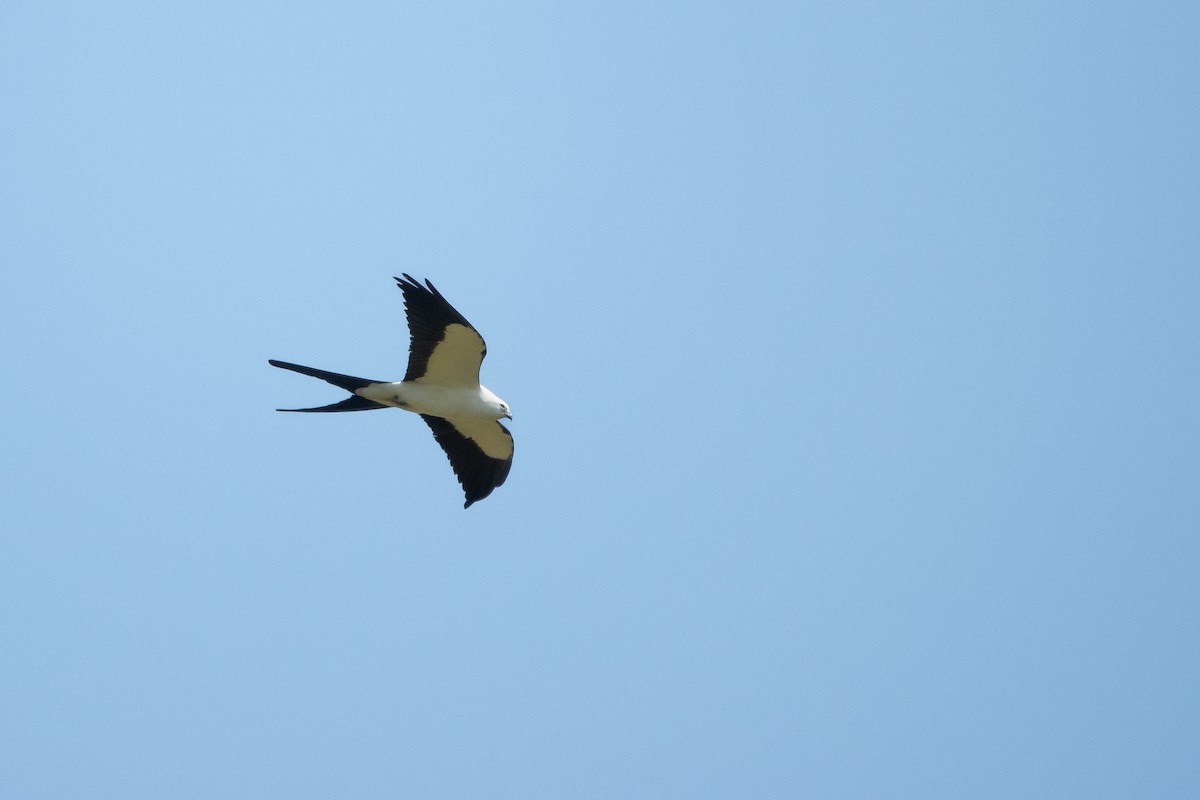 Swallow-tailed Kite - ML617625812