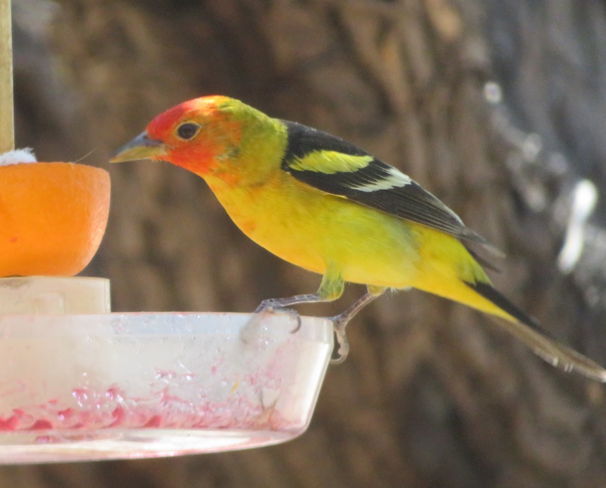 Western Tanager - ML617625814