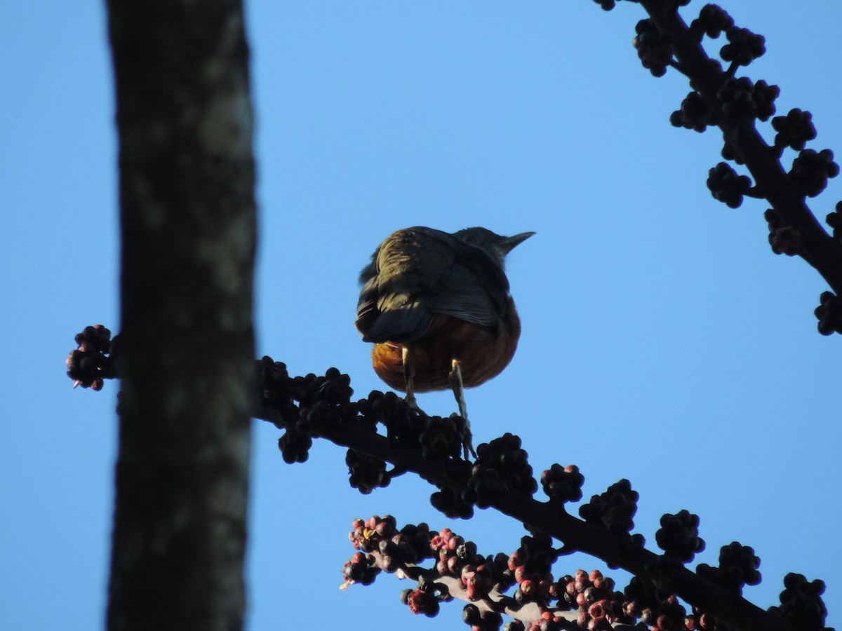 Rufous-bellied Thrush - ML617625817