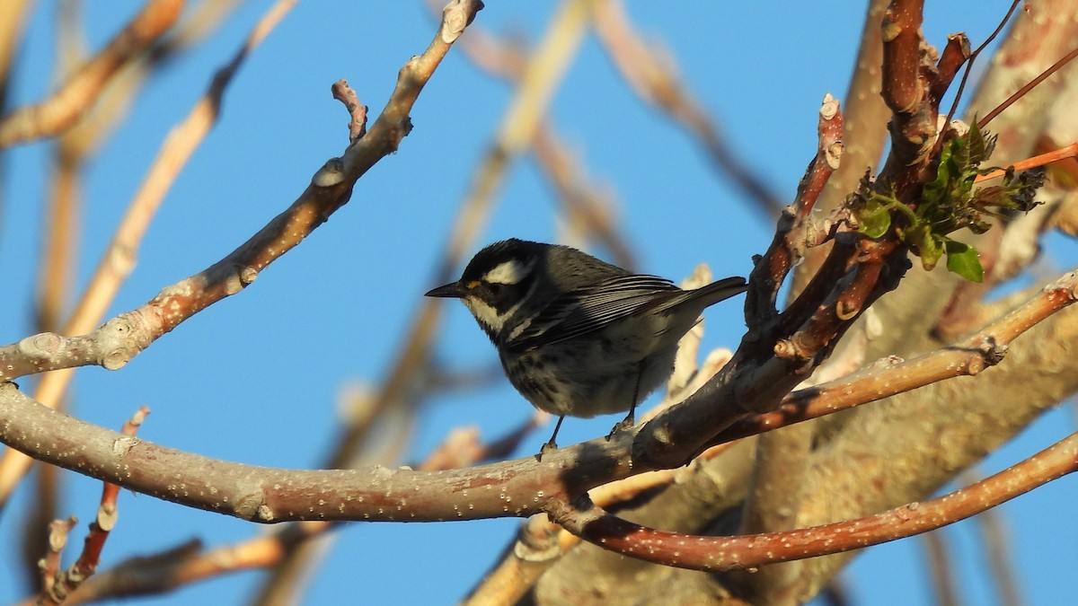 Black-throated Gray Warbler - Karen Evans