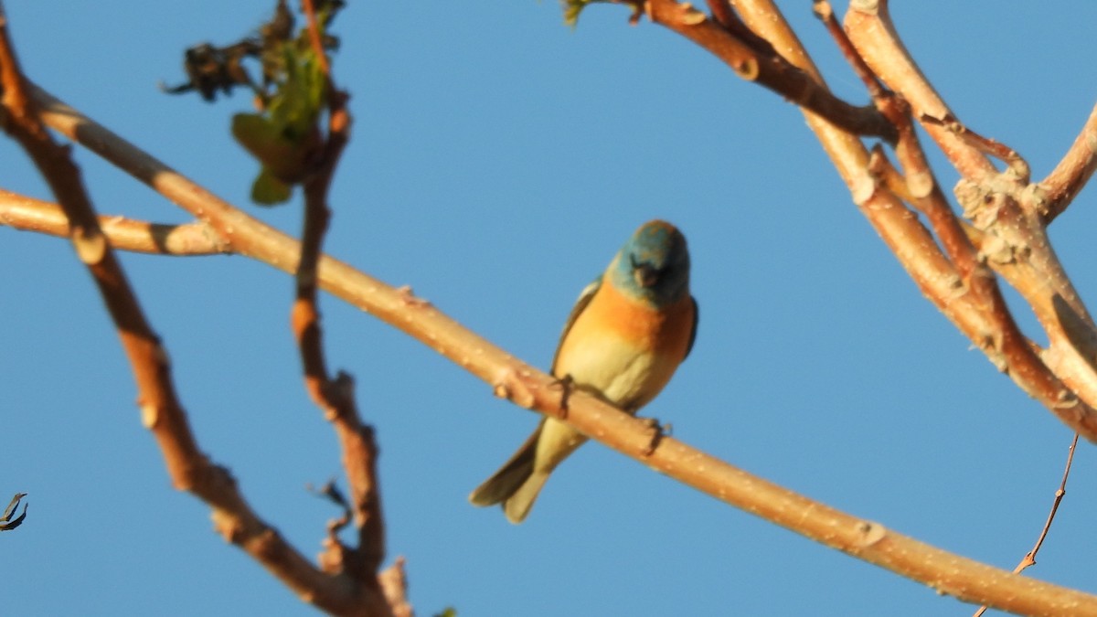 Lazuli Bunting - ML617625848