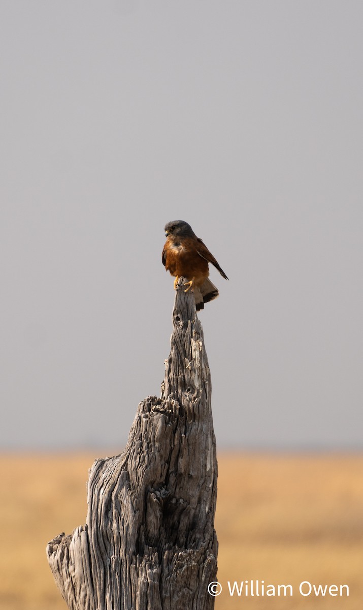 Rock Kestrel - Will Owen