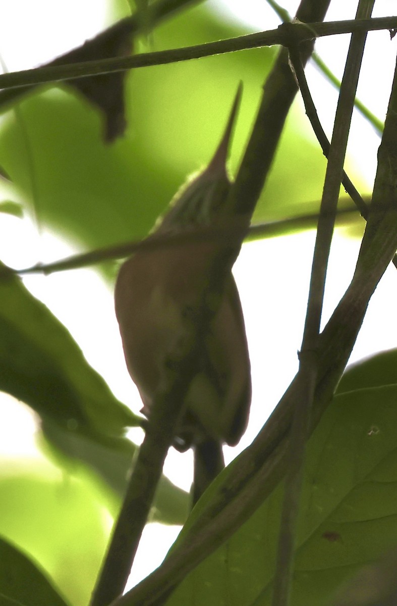 Long-billed Gnatwren - ML617625870
